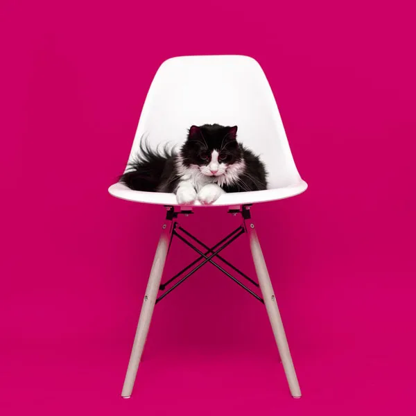 aegis